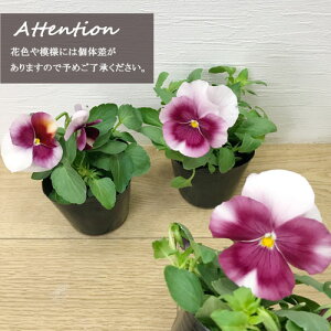 yPi / 3Zbg/5ZbgzpW[ pVI@sNtA 3|bgc ԕc rI Ԓd 񂹐A H ~ ϊ sN