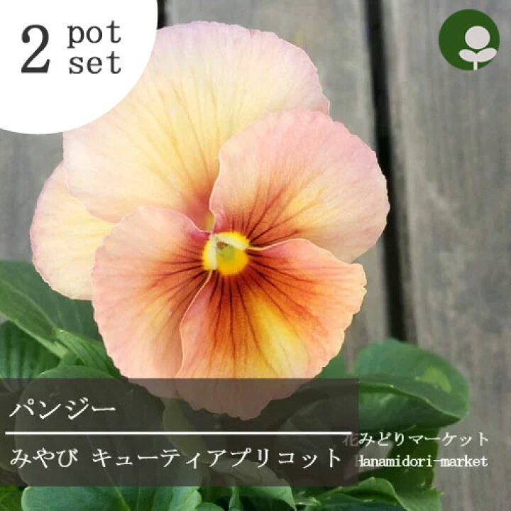 楽天市場 2個セット パンジー みやび キューティーアプリコット 3号ポット苗 計2ポットセット花苗 花壇 秋 冬 春 コンテナ 寄せ植え アプリコット オレンジ ビオラ 耐寒性 トーホク 花みどりマーケット 楽天市場店