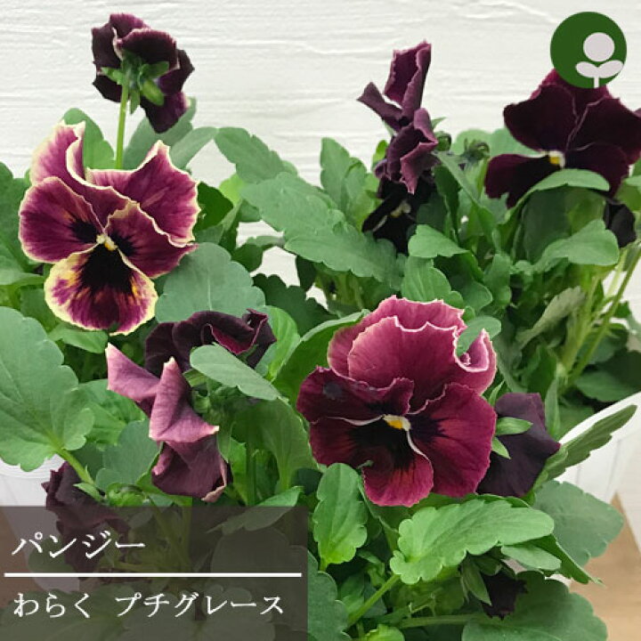 楽天市場 パンジー プチグレース 3 5号ポット苗花苗 ビオラ 花壇 寄せ植え 秋 冬 耐寒性 青 白 紫 ブルー パープル ホワイト トーホク 花みどりマーケット 楽天市場店