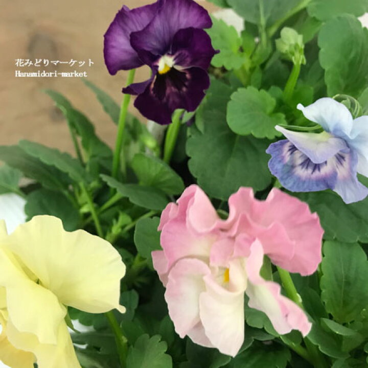 楽天市場 ビオラ 小輪フリル咲き シエルブリエ 3号ポット苗花苗 寄せ植え 花壇 秋 冬 早春 人気 耐寒性 耐暑性 花日和 パンジー アプリコット フリンジ 花みどりマーケット 楽天市場店