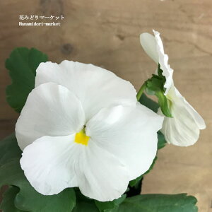 y3Zbg/5Zbgz pW[ NAzCg 3|bgcԕc Ԓd pW[ 񂹐A H ~ ϊ  zCg