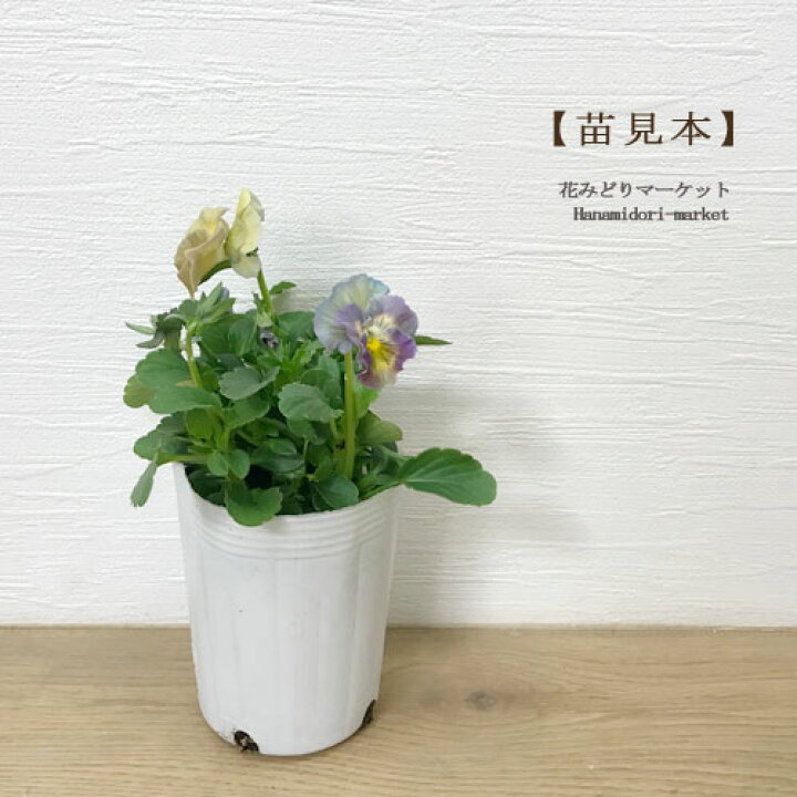 楽天市場 ビオラ 小輪フリル咲き シエルブリエ 3号ポット苗花苗 寄せ植え 花壇 秋 冬 早春 人気 耐寒性 耐暑性 花日和 パンジー アプリコット フリンジ 花みどりマーケット 楽天市場店