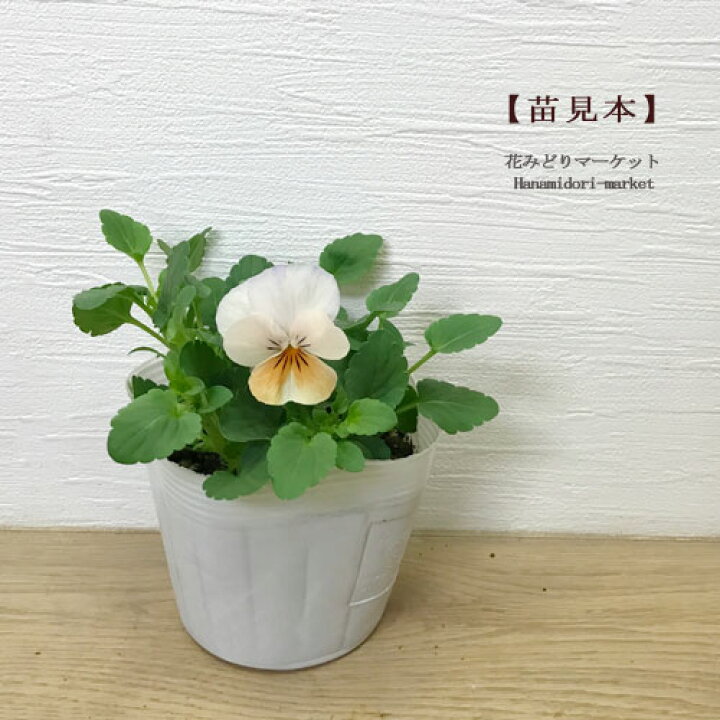 楽天市場 ビオラ カリフォルニアコレクション アイボリーオレンジ 3 5号ポット苗花苗 寄せ植え 花壇 秋 冬 早春 人気 耐寒 オレンジ アプリコット 花の苗 花みどりマーケット 楽天市場店