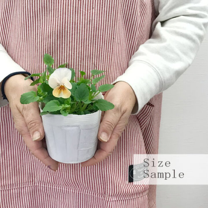 楽天市場 ビオラ カリフォルニアコレクション アイボリーオレンジ 3 5号ポット苗花苗 寄せ植え 花壇 秋 冬 早春 人気 耐寒 オレンジ アプリコット 花の苗 花みどりマーケット 楽天市場店