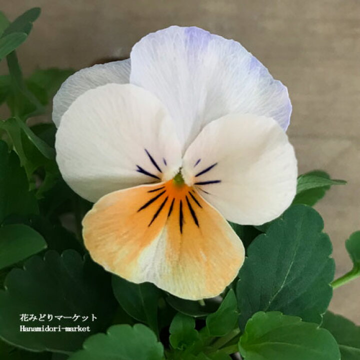 楽天市場 ビオラ カリフォルニアコレクション アイボリーオレンジ 3 5号ポット苗花苗 寄せ植え 花壇 秋 冬 早春 人気 耐寒 オレンジ アプリコット 花の苗 花みどりマーケット 楽天市場店