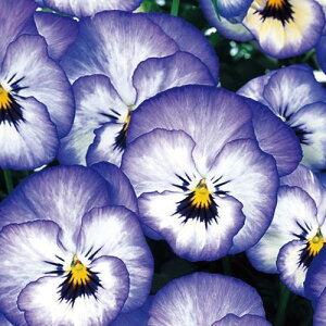 yPi / 3ZbgzpW[ 悭炭X~ \[_ 3`3.5|bgc ԕc 񂹐A Ԓd H ~ t lC ϊ Ϗ TJ^̃^l rI X~ u[  p[v  zCg 