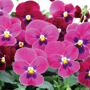 yPi / 3ZbgzpW[ 悭炭X~ `F[ 3`3.5|bgc ԕc 񂹐A Ԓd H ~ t lC ϊ Ϗ TJ^̃^l rI X~ bh [Y  sN