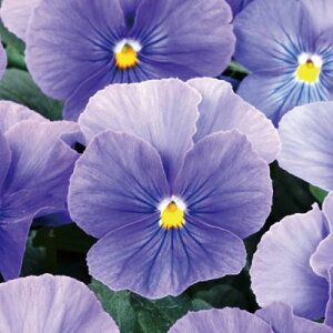 yPi / 3ZbgzpW[ 悭炭X~ u[tBY 3`3.5|bgcԕc 񂹐A Ԓd H ~ t lC ϊ Ϗ TJ^̃^l rI X~ u[  p[v 