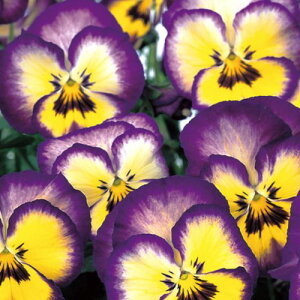 yPi / 3ZbgzpW[ 悭炭X~ u[x[pC 3`3.5|bgcԕc 񂹐A Ԓd H ~ t lC ϊ TJ^̃^l rI X~