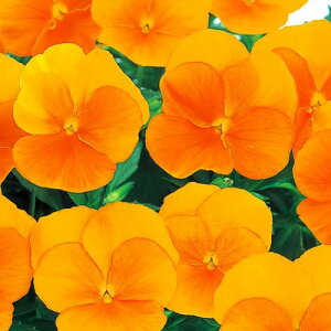 yPi / 3ZbgzpW[ 悭炭X~ }[}[h 3`3.5|bgc ԕc 񂹐A Ԓd H ~ t lC ϊ Ϗ TJ^̃^l rI X~ IW