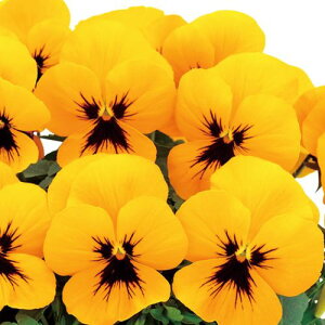 yPi / 3ZbgzpW[ 悭炭X~ } 3`3.5|bgc ԕc 񂹐A Ԓd H ~ t lC ϊ Ϗ TJ^̃^l rI X~ CG[ 