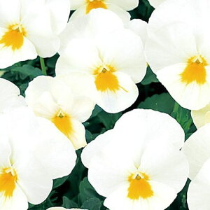 yPi / 3ZbgzpW[悭炭X~ ~NZ[L 3`3.5|bgc ԕc 񂹐A Ԓd H ~ t lC ϊ Ϗ TJ^̃^l rI  zCg