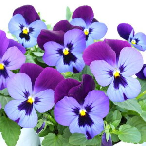 yPi / 3ZbgzpW[悭炭X~ [Y 3|bgc ԕc 񂹐A Ԓd H ~ t lC ϊ Ϗ TJ^̃^l rI X~ u[  p[v 