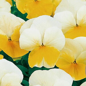 yPi / 3ZbgzpW[ 悭炭X~ l[h 3`3.5|bgcԕc 񂹐A Ԓd H ~ t lC ϊ Ϗ TJ^̃^l rI F CG[ 