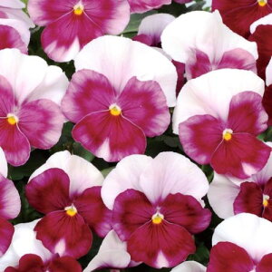 yPi / 3Zbg/5ZbgzpW[ 悭炭X~ [ 3`3.5|bgcԕc 񂹐A Ԓd H ~ t lC ϊ Ϗ TJ^̃^l rI sN