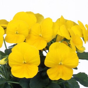 yPi / 3ZbgzpW[ 悭炭X~ pCibv 3`3.5|bgc ԕc 񂹐A Ԓd ~ t lC ϊ TJ^̃^l CG[