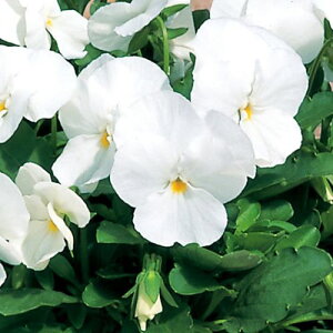 yPi / 3Zbg/5ZbgzrI NAzCg 3|bgc ԕc Ԓd pW[ 񂹐A H ~ ϊ  zCg