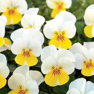 y3Zbg/5ZbgzrI N[CG[bv 3|bgc ԕc Ԃ̕c H ~ t ϊ pW[ 񂹐A Ԓd Zbg