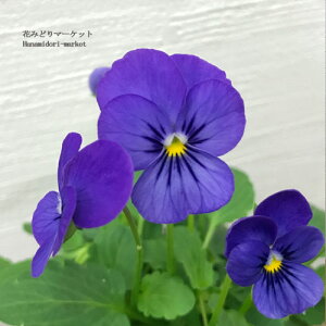 y3Zbg/5Zbgz rI rr@I[Vu[ 3|bgc ԕc Ԃ̕c H ~ t ϊ pW[ 񂹐A Ԓd Zbg