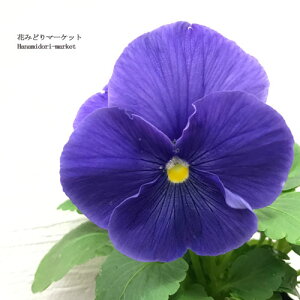 y3Zbg/5ZbgzpW[ NAu[ 3|bgcԕc rI Ԓd 񂹐A H ~ ϊ u[ 