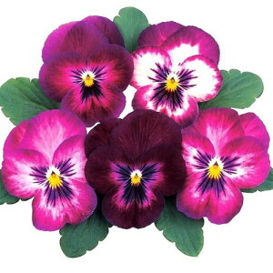 yPi / 3ZbgzpW[ 悭炭X~ JVX 3|bgc ԕc Ԃ̕c H ~ t ϊ rI