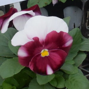 yPi / 3Zbg/5ZbgzpW[ pVI@sNtA 3|bgc ԕc rI Ԓd 񂹐A H ~ ϊ sN 1