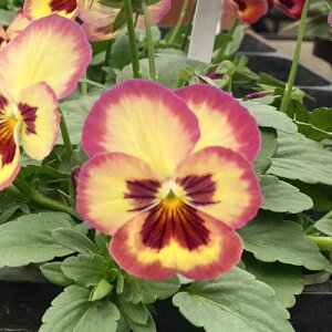 yPi / 3ZbgzpW[ 悭炭X~ Abv\[_ 3|bgcԕc 񂹐A Ԓd H ~ t lC ϊ Ϗ TJ^̃^l rI X~ IW