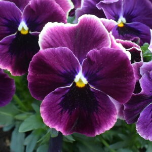 yPi / 3Zbg/5ZbgzpW[ v`O[X 3`3.5|bgcԕc rI Ԓd 񂹐A H ~ ϊ    u[ p[v zCg g[zN