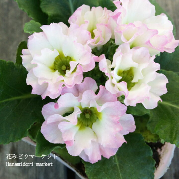 楽天市場 フリル咲き プリムラ ジュリアン ロゼア ピンク 3 5号ポット苗花苗 寄せ植え 鉢花 コンテナ 秋 冬 早春 ピンク 花みどりマーケット 楽天市場店