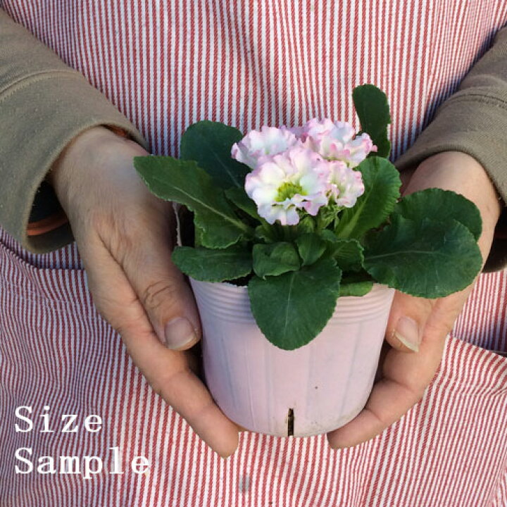 楽天市場 フリル咲き プリムラ ジュリアン ロゼア ピンク 3 5号ポット苗花苗 寄せ植え 鉢花 コンテナ 秋 冬 早春 ピンク 花みどりマーケット 楽天市場店