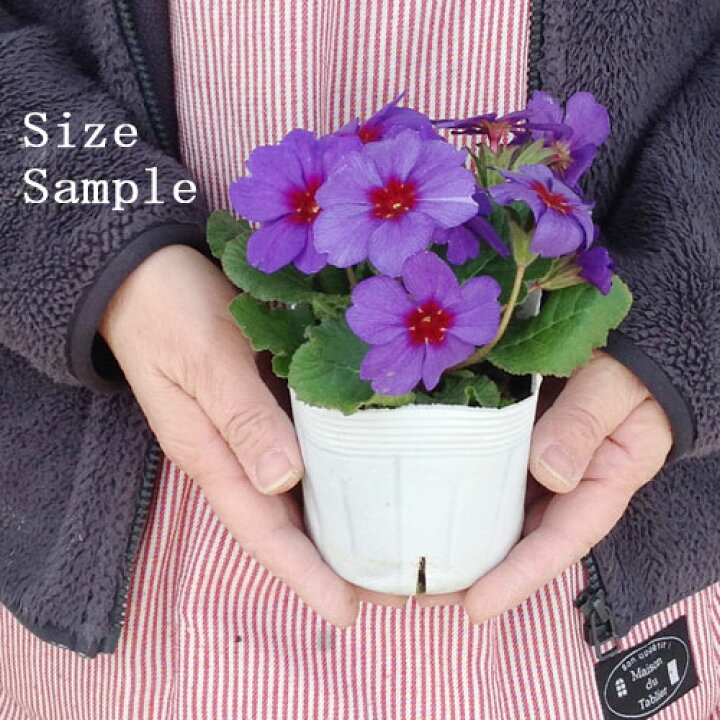 楽天市場 プリムラ ポリアンサ フルオロ 3 5号ポット苗 開花株 花みどりマーケット 楽天市場店