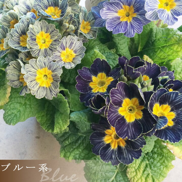 楽天市場 プリムラ ポリアンサ アンティークマリアージュ 3号ポット苗 開花株 花みどりマーケット 楽天市場店 楽天市場 プリムラ ポリアンサ アンティークマリアージュ 3号ポット苗 開花株 花みどりマーケット 楽天市場店