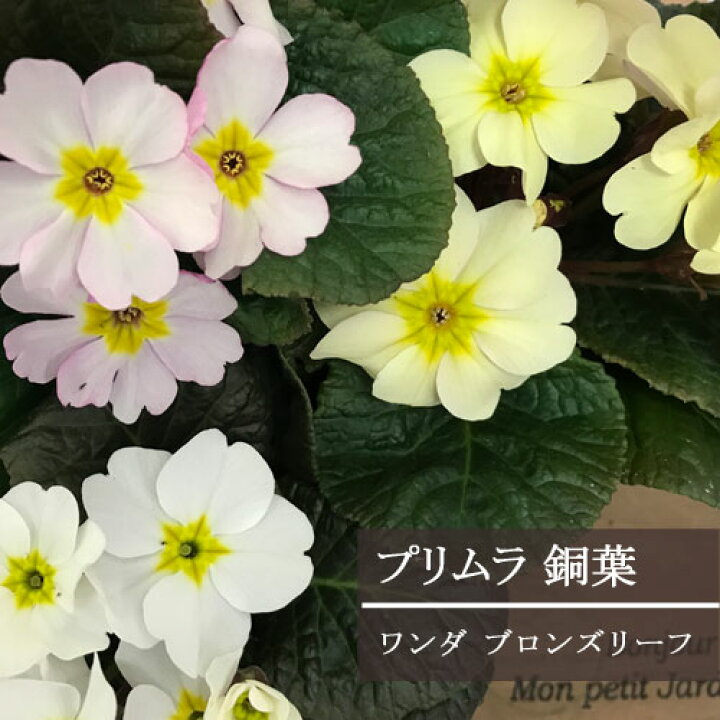 楽天市場 銅葉プリムラ ワンダ ブロンズリーフ ホワイト系 イエロー系 ピンク系 3号ポット苗プリムラ 花苗 花壇 寄せ植え コンテナ カラーリーフ 秋 冬 カラーリーフ ジュリアン 花みどりマーケット 楽天市場店