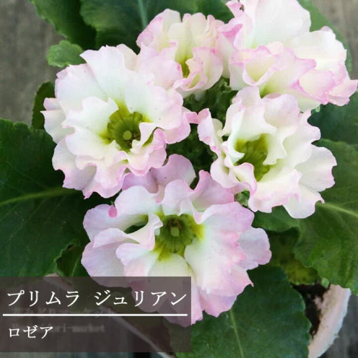 楽天市場 フリル咲き プリムラ ジュリアン ロゼア ピンク 3 5号ポット苗花苗 寄せ植え 鉢花 コンテナ 秋 冬 早春 ピンク 花みどりマーケット 楽天市場店 楽天市場 フリル咲き プリムラ ジュリアン ロゼア ピンク 3 5号ポット苗花苗 寄せ植え 鉢花 コンテナ 秋 冬 早春 ピンク 花みどりマーケット 楽天市場店