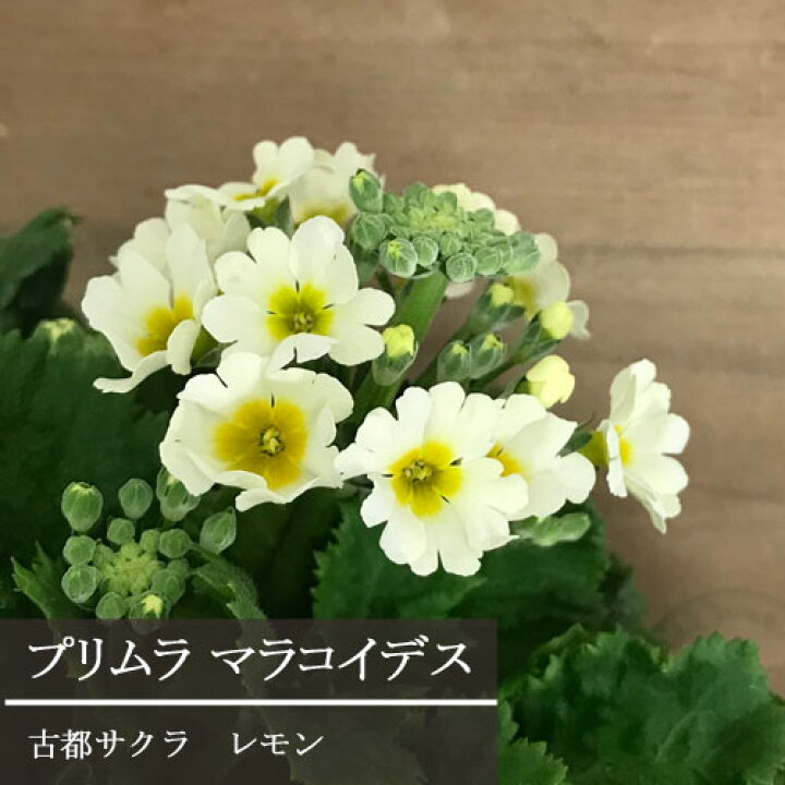 楽天市場 プリムラ マラコイデス 古都さくら 檸檬 れもん 3 5号ポット苗 コトサクラ サクラ草 花苗 鉢花 寄せ植え 冬 春 花みどりマーケット 楽天市場店