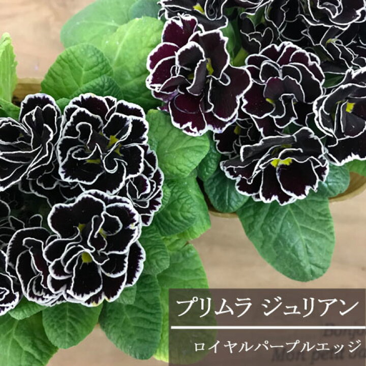 楽天市場 プリムラ ジュリアン ロイヤルパープルエッジ 3号ポット苗花苗 鉢花 秋 冬 春 耐寒 寄せ植え 花みどりマーケット 楽天市場店