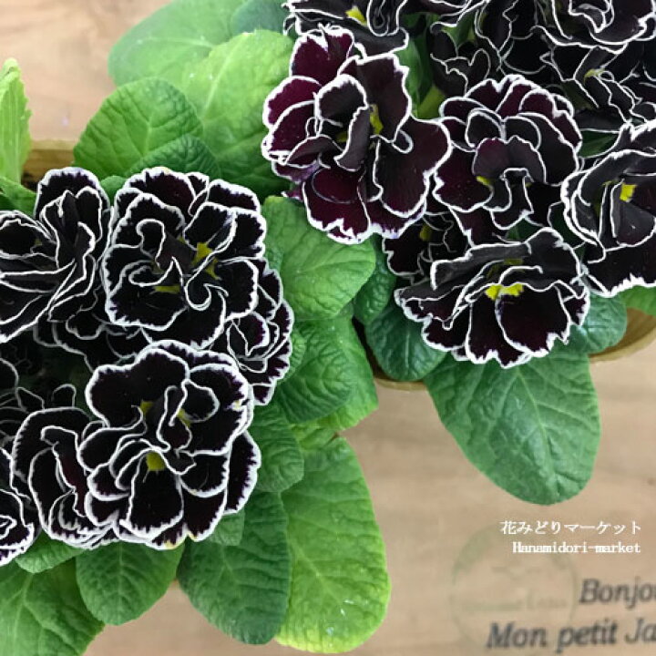 楽天市場 プリムラ ジュリアン ロイヤルパープルエッジ 3号ポット苗花苗 鉢花 秋 冬 春 耐寒 寄せ植え 花みどりマーケット 楽天市場店