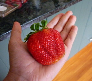 【単品 / 3個セット】いちご 大実アイベリー 3号ポット 苗 イチゴ苺