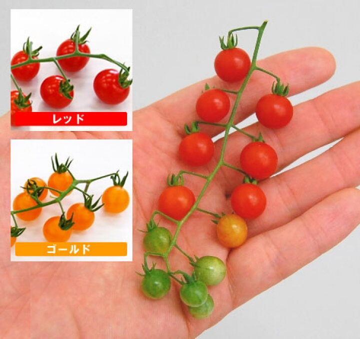 楽天市場 マイクロトマトレッド ゴールド3号ポット 自根苗 コンテナ ベランダ 健康野菜 野菜苗 家庭菜園 花みどりマーケット 楽天市場店
