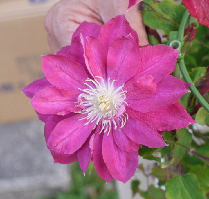 楽天市場 クレマチス八重咲き フロリダ系 レッドスター3 3 5号ポット苗 新旧両枝咲き ツル 鉢花 花苗 多年草 ピンク フェンス 花みどりマーケット 楽天市場店