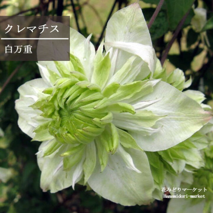 楽天市場 クレマチス 八重咲き 白万重 シロマンエ 2 5号ポット苗 フロリダ 花苗 花木苗 つる 宿根草 多年草 フェンス 花木 カラーリーフ 芳香 香り 鉢花 大苗 白 ホワイト グリーン 緑 花みどりマーケット 楽天市場店