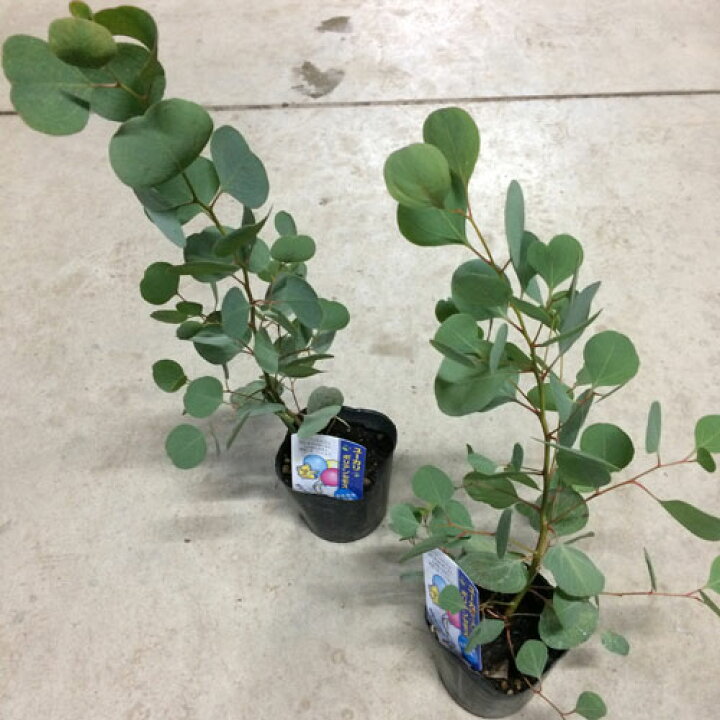 楽天市場 ユーカリ シルバーダラー 3号ポット苗香り カラーリーフ 寄せ植え 花みどりマーケット 楽天市場店