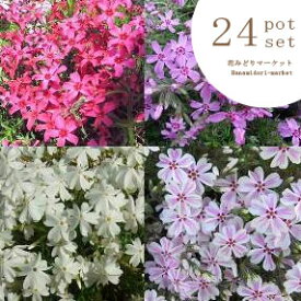 楽天市場 宿根草 セットの通販