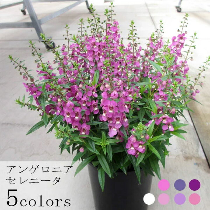 楽天市場 アンゲロニア セレニータ 全5色 3 3 5号ポット苗ブルー ピンク ホワイト ローメンテナンス 花苗 夏 耐暑性 花みどりマーケット 楽天市場店 楽天市場 アンゲロニア セレニータ 全5色 3 3 5号ポット苗ブルー ピンク ホワイト ローメンテナンス 花苗 夏 耐暑性 花みどりマーケット 楽天市場店