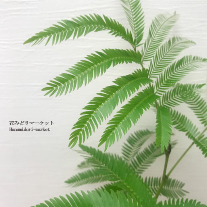 楽天市場 ネムノキ エバーフレッシュ 4号プラ鉢アカサヤネムノキ おしゃれ スタイリッシュ 観葉植物 インテリアグリーン新生活 引っ越し祝 開店祝 結婚祝 ギフト 花みどりマーケット 楽天市場店