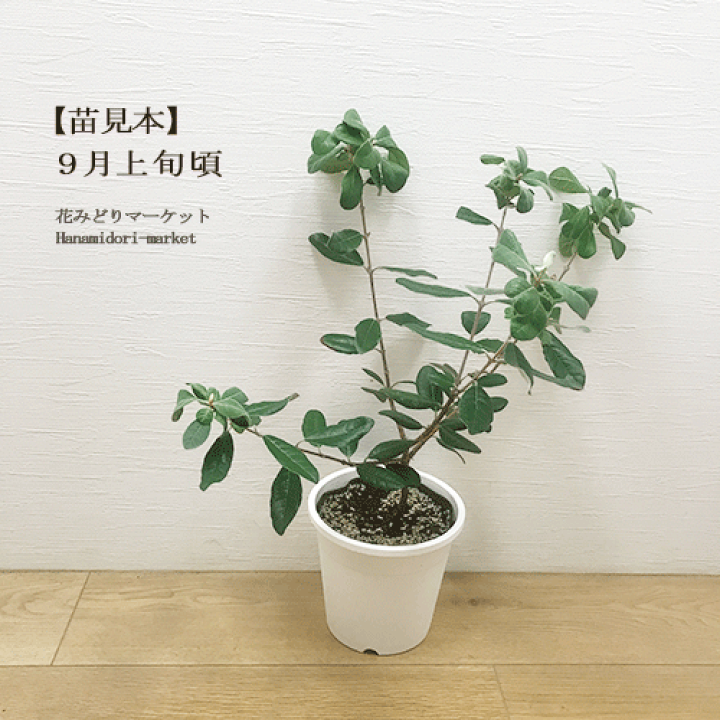 楽天市場】フェイジョア（1本で実がつく）アポロ5号ポット苗果樹 : 花