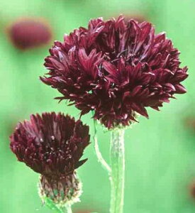 yPi / 3ZbgzZg[A ubN{[CiubN{[ j3|bgJԕcCObVK[f ԕc ԋe O}MN ϊ