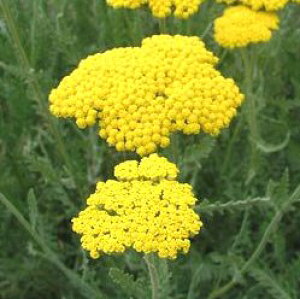 yPi / 3ZbgzALA T}[pXe CG[3|bgcmRM\EyCObVK[fzy؂ԃK[fjOz