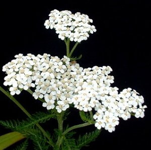 yPi / 3ZbgzALAT}[pXe@zCg3|bgcmRM\EyCObVK[fzy؂ԃK[fjOzyhzyϊz