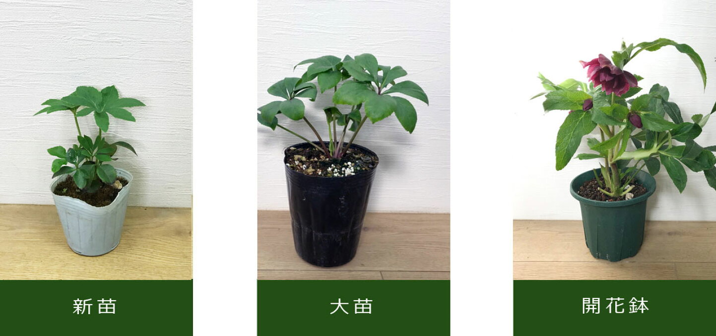 楽天市場 | 花みどりマーケット 楽天市場店 - クリスマスローズ｜植物 